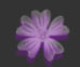 fiore viola