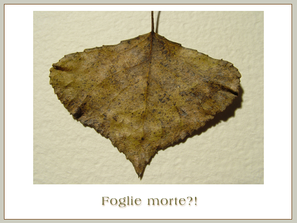 Foglie Morte?!