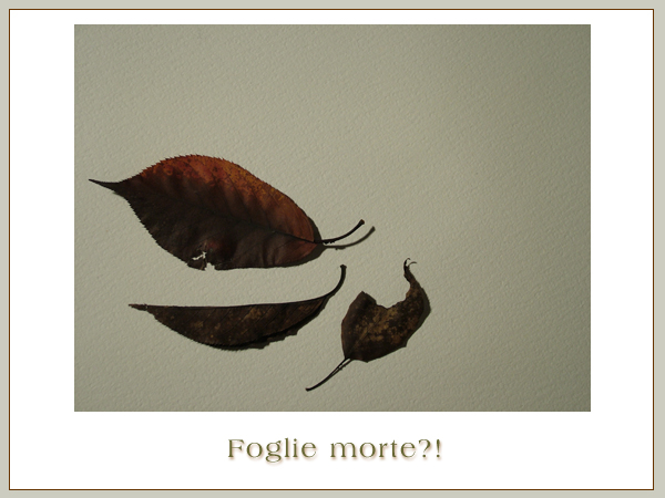 Fpglie Morte?!