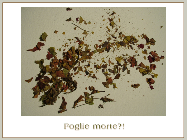 Foglie Morte?!