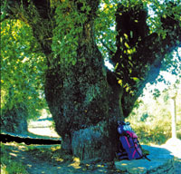 albero, foto di Fiorenzo Zerbetto